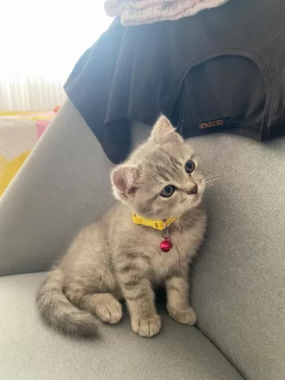 Yavru Kedimizi Sahiplendirme