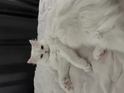Harika Kedime Damat Aranır