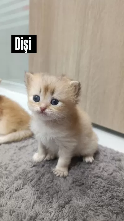 Golden British Longhair Yavrularımız