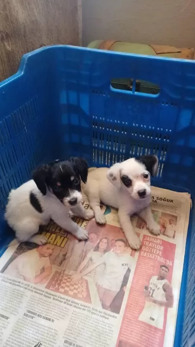 Harika Jack Russell Yavru