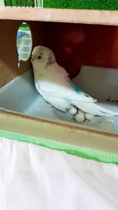 Takim Muhabbet Kuşu Yumurtali Tam Damizlik