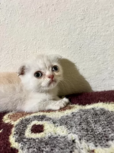 2.5 Aylık Scottish Fold İlanda Gold Rengi Hareketli