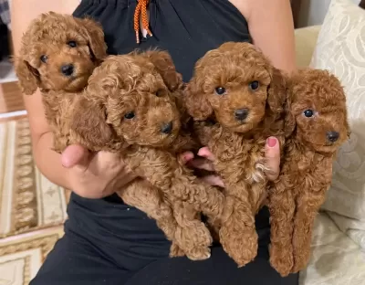 Küçük Poodle Şekerler