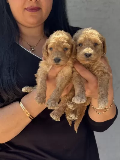 Ufacık Toy Poodle Yavrularım