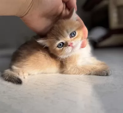 Ny11 Golden Harika Kalite Golden British Shorthair