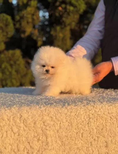 Pomeranian Boo Yavrusu