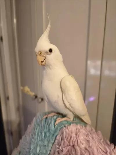 Damizlik Erkek Albino Sultan Papağani Erkek