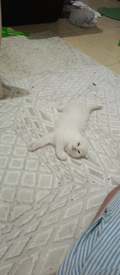 Kedilerimiz Yeni Sahiplerini Arıyor