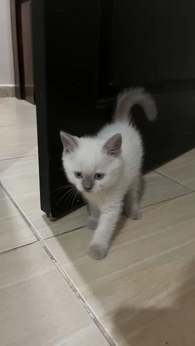 Bluepoint Orjinal Ve Çok Özel Yavru Kedimiz