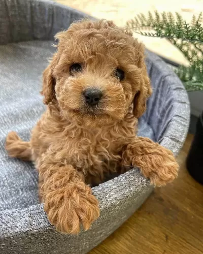 Harika Toy Poodle Yavru