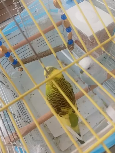 İki Adet Ali İkinci Ve Konuşan Erkek Muhabbet Kuşu
