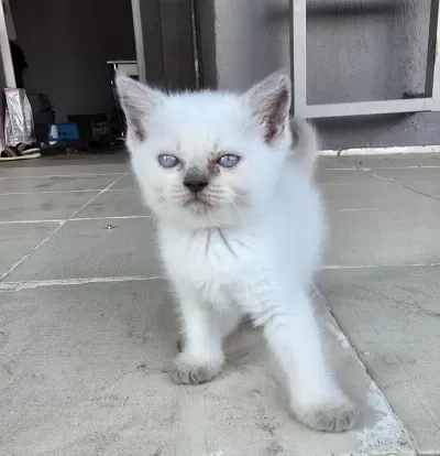 Kedilerime Yuva Arıyorum