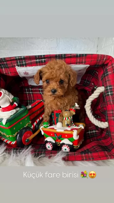 Sağlıklı Toy Poodle Puppy
