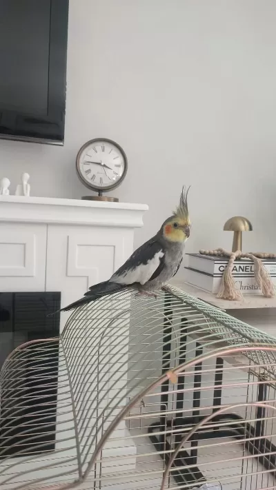3,4 Aylık Bebek Sultan Papağanı