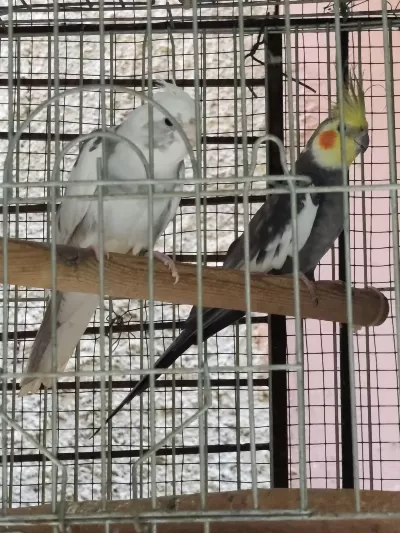 Toptan Sultan Ve Muhabbet Kuşu