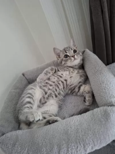 British Shorthair 3 Aylık Kedimiz