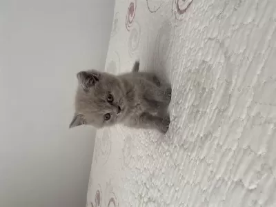 Dişi British Shorthair Dünyalar Tatlısı 2 Aylık
