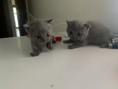 Scottish Fold Longhair