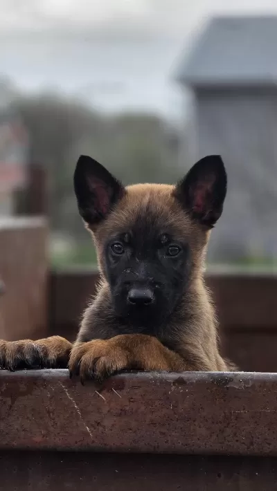 Sağlıklı Malinois Yavrularımız