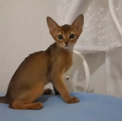 Sağlıklı Safkan Habeş Kedisi