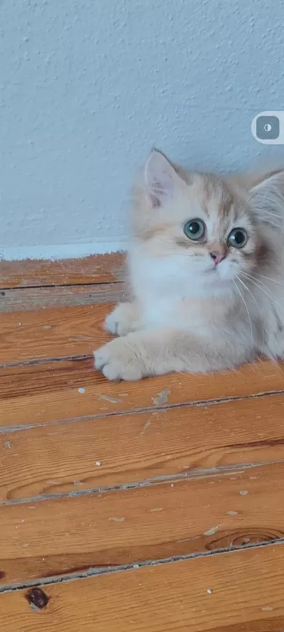 British Longhair Golden