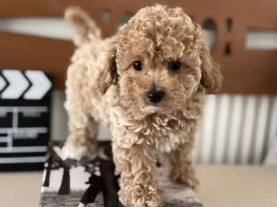 Petmode Köpek Çiftliğinde Ziyarete Açık Maltipoo