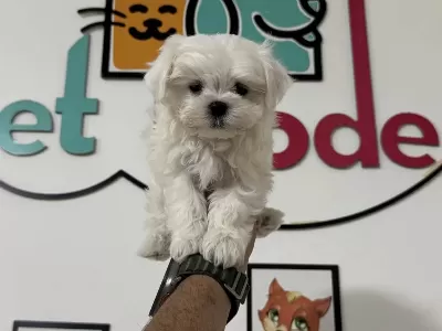Petmode Den Tea Cup Kore Kan Maltese