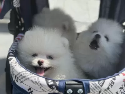 Ankaranın Ruhsatlı Çiftliğinden Pomeranian Yavrular