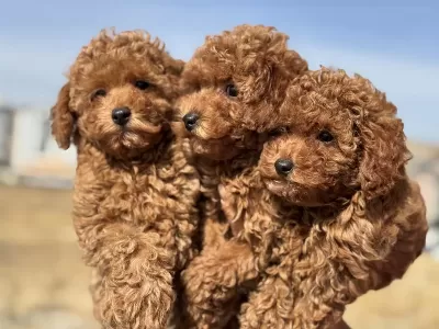 Ankaranın En Seçkin Toy Poodle Yavruları