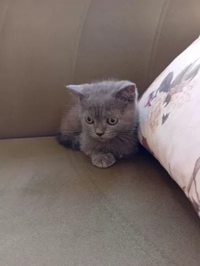 İki Aylık Erkek British Shorthair