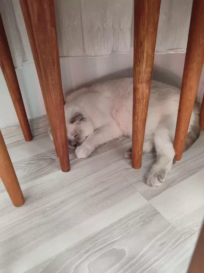 İnsanlari Anlayan Çok Akilli Kedime Yuva Ariyorum
