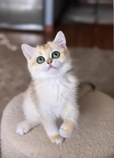 Şecereli British Shorthair Dişi Yavru