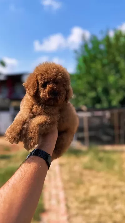 Sağlık Ve İrk Garantili Toy Poodle Yavrularımız