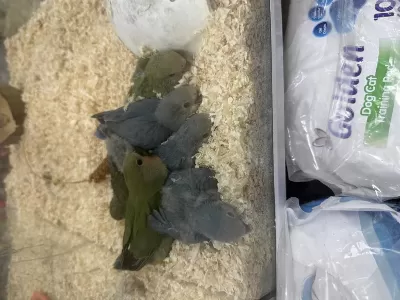 El Besleme Sevda Papağani Bebekler