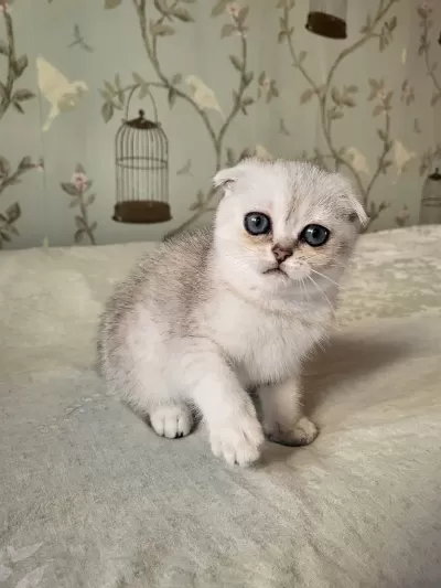 Scottish Fold Silver Point