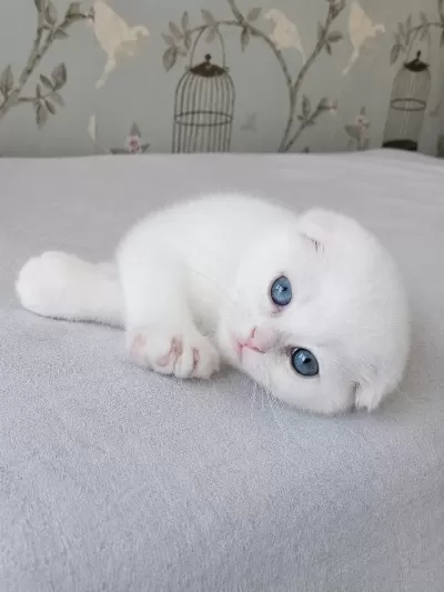 Beyaz Mavi Gözlü Scottish Fold Bebekler