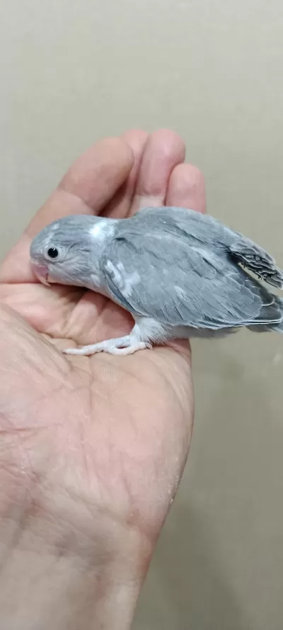 Siyah Beyaz Forpus Cep Papağanı Dişi