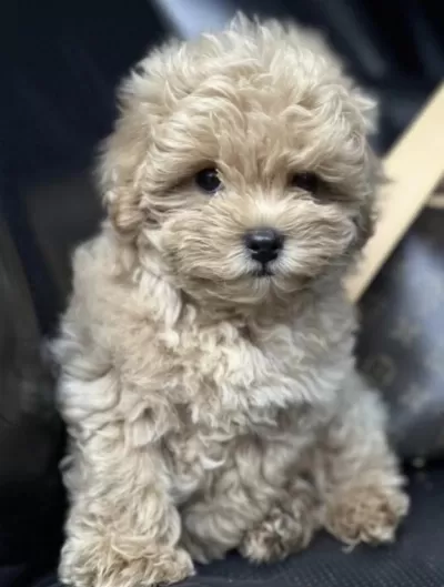 Maltipoo Barbi Bakimli