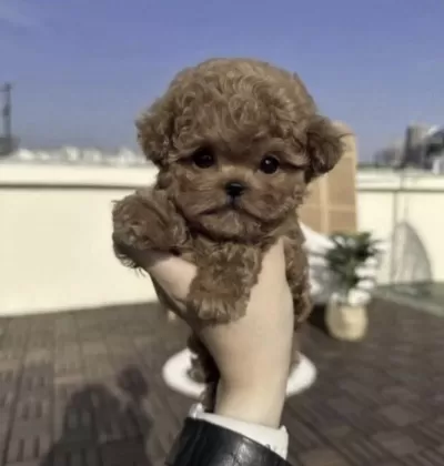 Sağlıklı Toy Poodle Cins