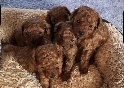 Harika Toy Poodle Köpekler