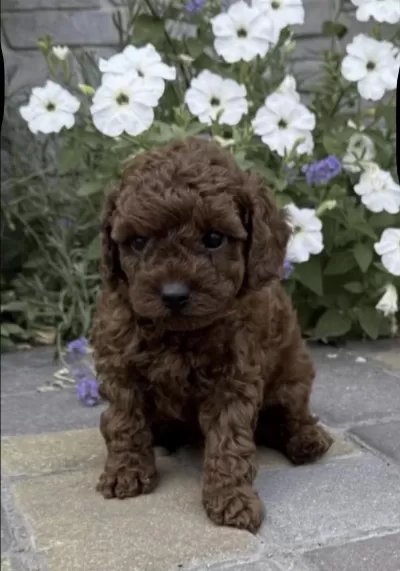 Sağlıklı Toy Poodle Köpeği