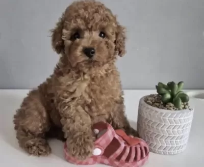 Harika Toy Poodle Köpeği