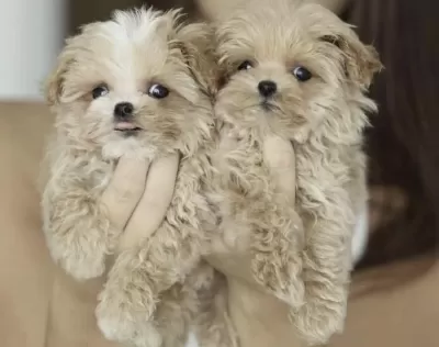 Harika Maltipoo Safkan