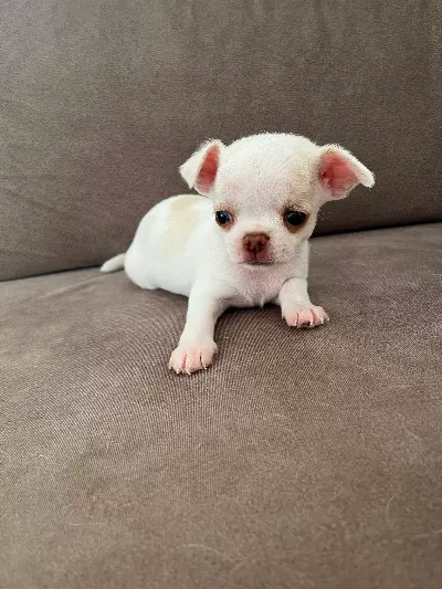 Yavru erkek Chihuahua (şivava)