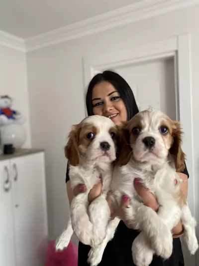 Sağlık Ve İrk Garantili Cavalier King Charles Yavrularım