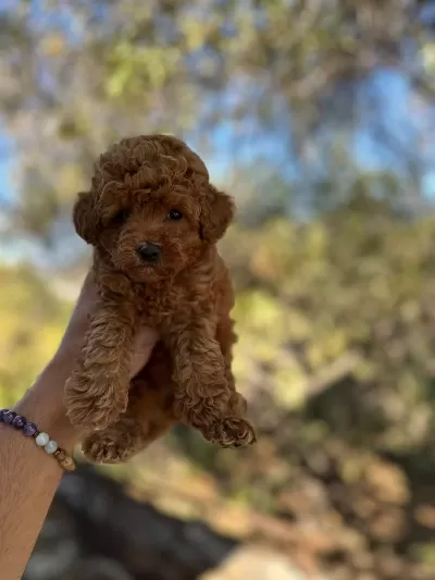 Toy Poodle Yavrularım Sağlık Ve İrk Garantilidir
