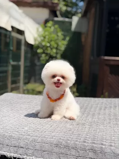 Pomeranian Boo Yavru Sağlık Ve İrk Garantili