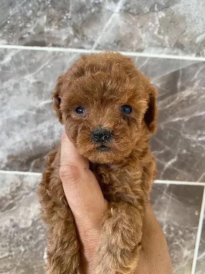 Orjinal Minyatür Toy Poodle Yavrular