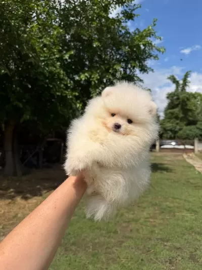 Orjinal Pomeranian Boo
