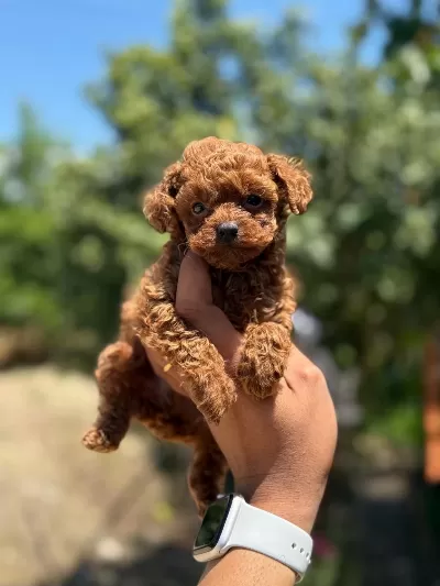 En Küçük Boy Poodle Bebekler